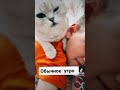Каникулы Кошка будит в школу #латвия #британскаяшиншилла