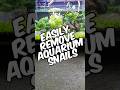 Quick & Easy Tips to Remove Aquarium Snails 🐌