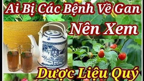 Cà Gai Leo - Cây dược liệu có tác dụng tuyệt vời chữa trị nhiều loại bệnh về Gan bạn nên biết.