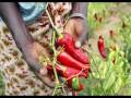 Book preview: Ja! African spices, marinades and relishes