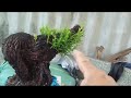 (Đx))25M231 gl cây tùng đá 350k lh0707713796khuomgbonsai