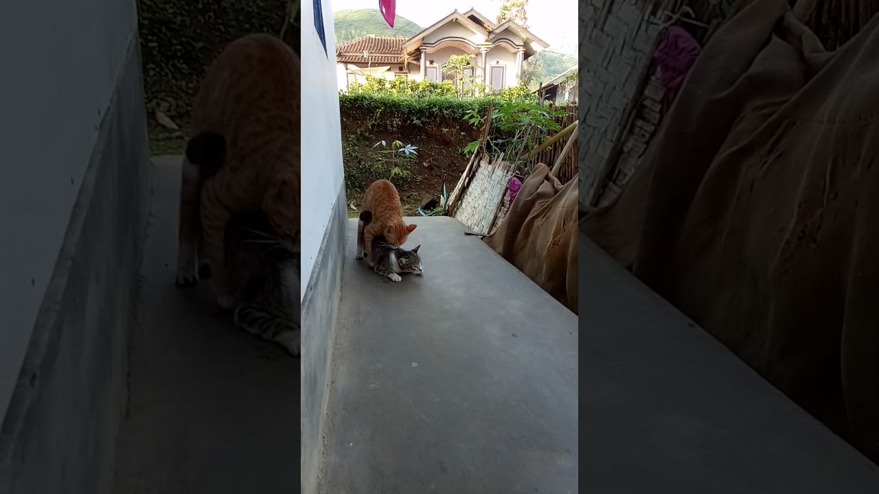 Kucing Vaksin Hamil