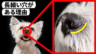 犬がスーパーパワーを持つことを示す事実