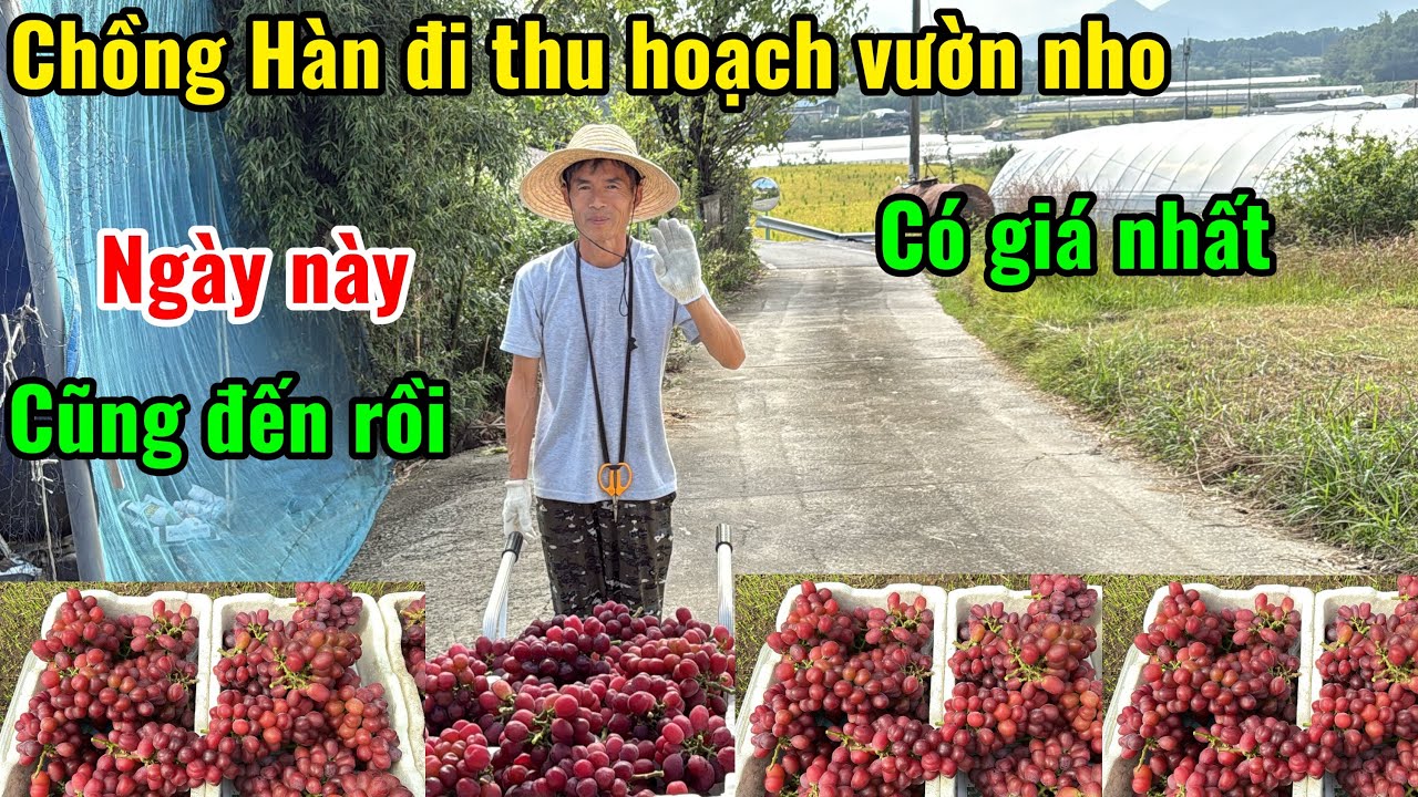 [119] hôm nay chồng em đi thu hoạch vườn nho mắc nhất 😊