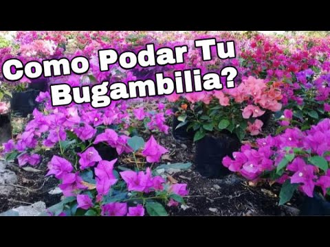 Video: Recortar plantas de buganvilla - Aprende a podar plantas de buganvilla