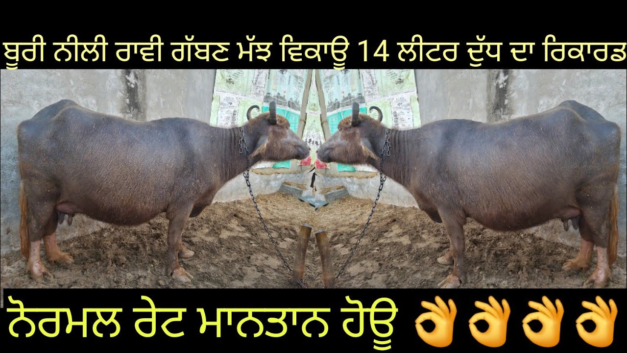 #ਗੱਬਣ