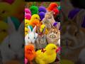Tangkap Ayam Lucu, Ayam Warna Warni, Ayam Rainbow Gokil, Kelinci, Kucing Lucu, Bebek, Hewan Lucu