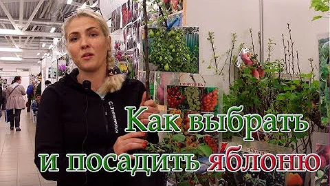 Как выбрать и посадить яблоню