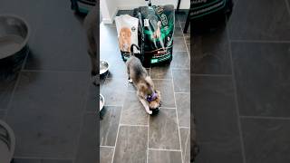 Puppy atim food