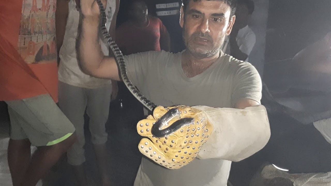 snake rescue team Raat ka setan 9255130130