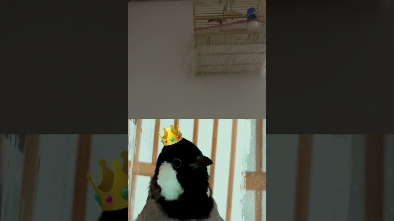 تغريد تعليم الفراخ .....💯شهامه داگوربيستان الجم