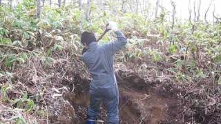 Sampling Podzol soil in Hokkaido