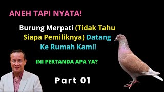 ANEH TAPI NYATA || BURUNG MERPATI (TDK TAHU PEMILIKNYA) DATANG KE RUMAH KAMI || INI PERTANDA APA YA?