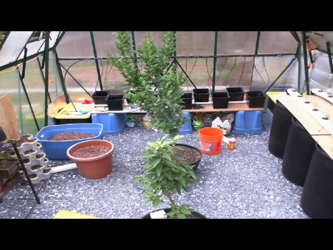 Greenhouse Live Stream Greenhouse Live Stream #1