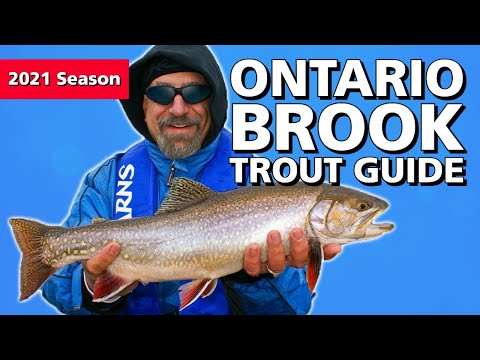 Ontario Brook Trout
