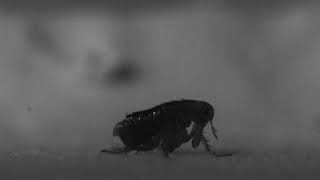 Flea Jump Leap For Fleadom