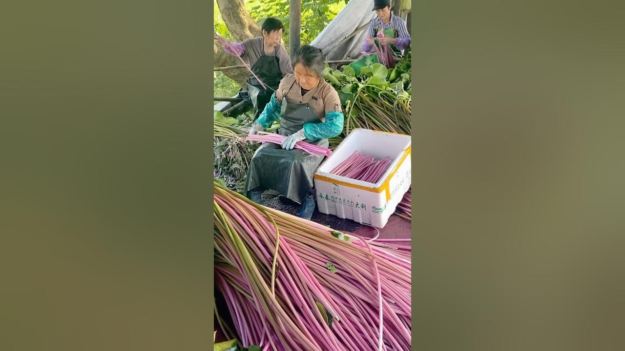 Water LILY Harvest Time Brings Beauty #shorts #satisfyingvideo Water LILY Harvest Time Brings Beauty #shorts #satisfyingvideo