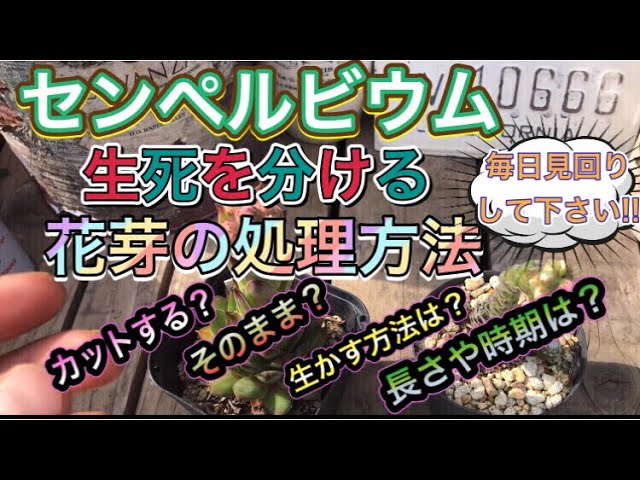 センペルビウム 生死を分ける花芽の処理の仕方 詳しく説明しました 何とか皆様の参考になれば 多肉植物 Sempervivum Youtube