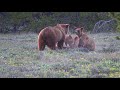 Grizzly 399:  Incredible photos and footage of her capturing a calf elk for her four cubs.