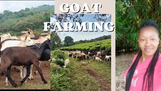 Visiting Chesumot farm in Kericho county/Dorper and Goat farming/Africa village life