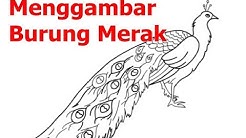 Daftar Tutorial Gambar Burung Merak Tutorial Kreasi 