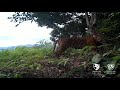 Wild Sumatran Tiger - using a tree as a scratcher ( Trail Camera- Sumatra)
