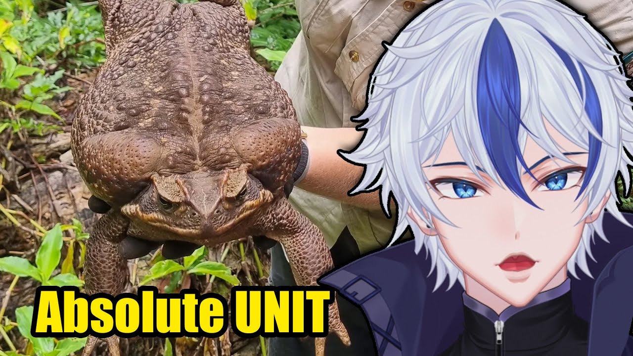 Жаба, которая РАЗОРВАЛА Австралию | Еще одна реакция Parz