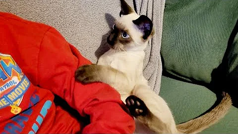 Video 11768021: cutest siamese kitten, siamese kitten playing