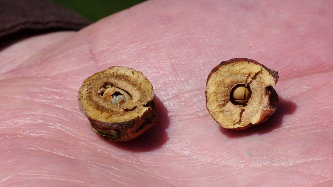 Oak Gall Wasp From The Ground Up Youtube