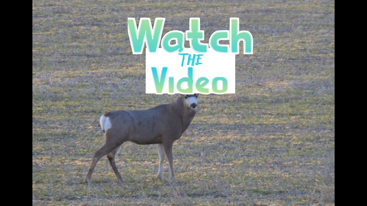 South Dakota Mule Deer Scouting Trip Nice Buck Sighting YouTube south-dakota-mule-deer-scouting-trip-nice-buck-sighting-youtube