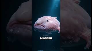 Top 3 Weird Looking Animals....#short  #WeirdLookingAnimals