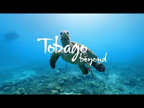 Discover Tobago: Turtle Hatching