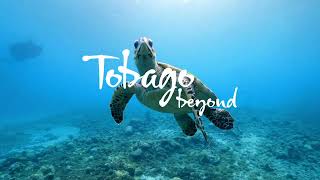Discover Tobago: Turtle Hatching