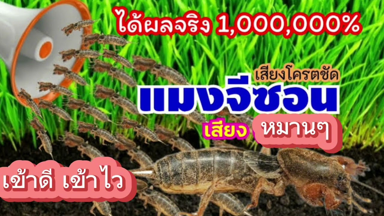 เสียงแมงจีซอน เสียงต่อแมงจีซอน เข้าดี เข้าไว เสียงชัด ได้ผล 1000000%
