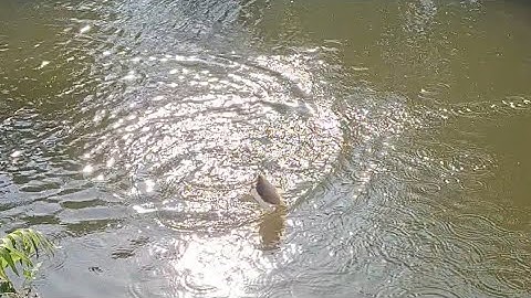 Câu cá rô phi ngay ổ cá ăn vũ bão bão cong cần rít cước