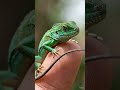 Baby Chinese Water Dragon in Amazon forest 🐉