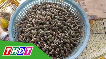 Tiền Giang: Bắt ốc cà na kiếm tiền triệu mỗi ngày | THDT