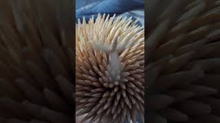 toothpick part2