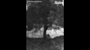 Dramatic night time video shows moment iconic Sycamore Gap tree ‘chopped down