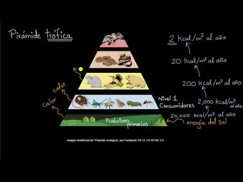 Video: ¿Qué es una pirámide trófica en biología?
