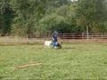 Teaching a border collie direction Teaching a border collie direction