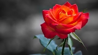🌹  La Vie En Rose 🌹  - Instrumental (letra español y francés)
