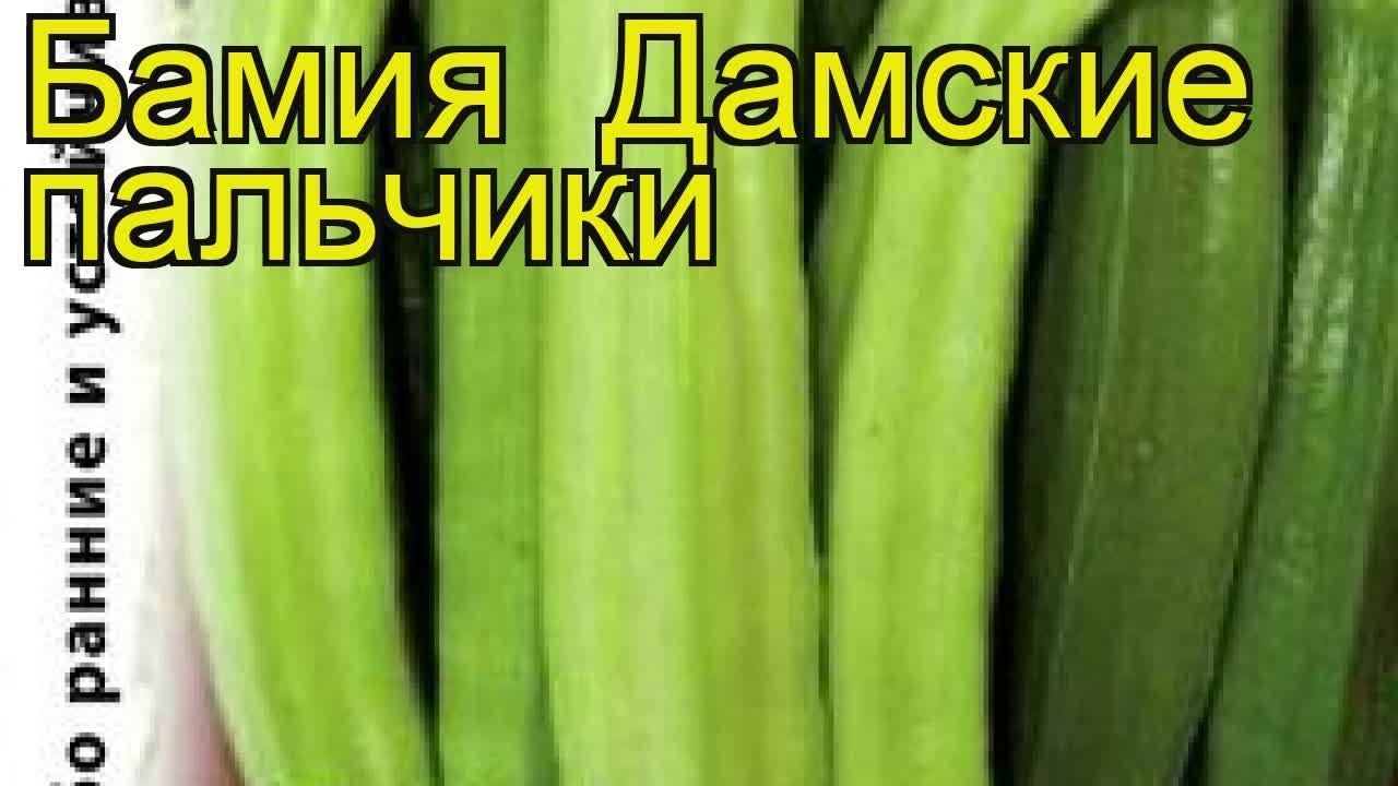 Бамия (дамские пальчики, Гомбо). Бамия дамские пальчики 1г СЕДЕК. Бамия дамские пальчики описание. Бамия дамские пальчики, окра са. Семена дамские пальчики