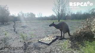 Timelapse of kangaroos feeding at wildlife stations after January bushfires