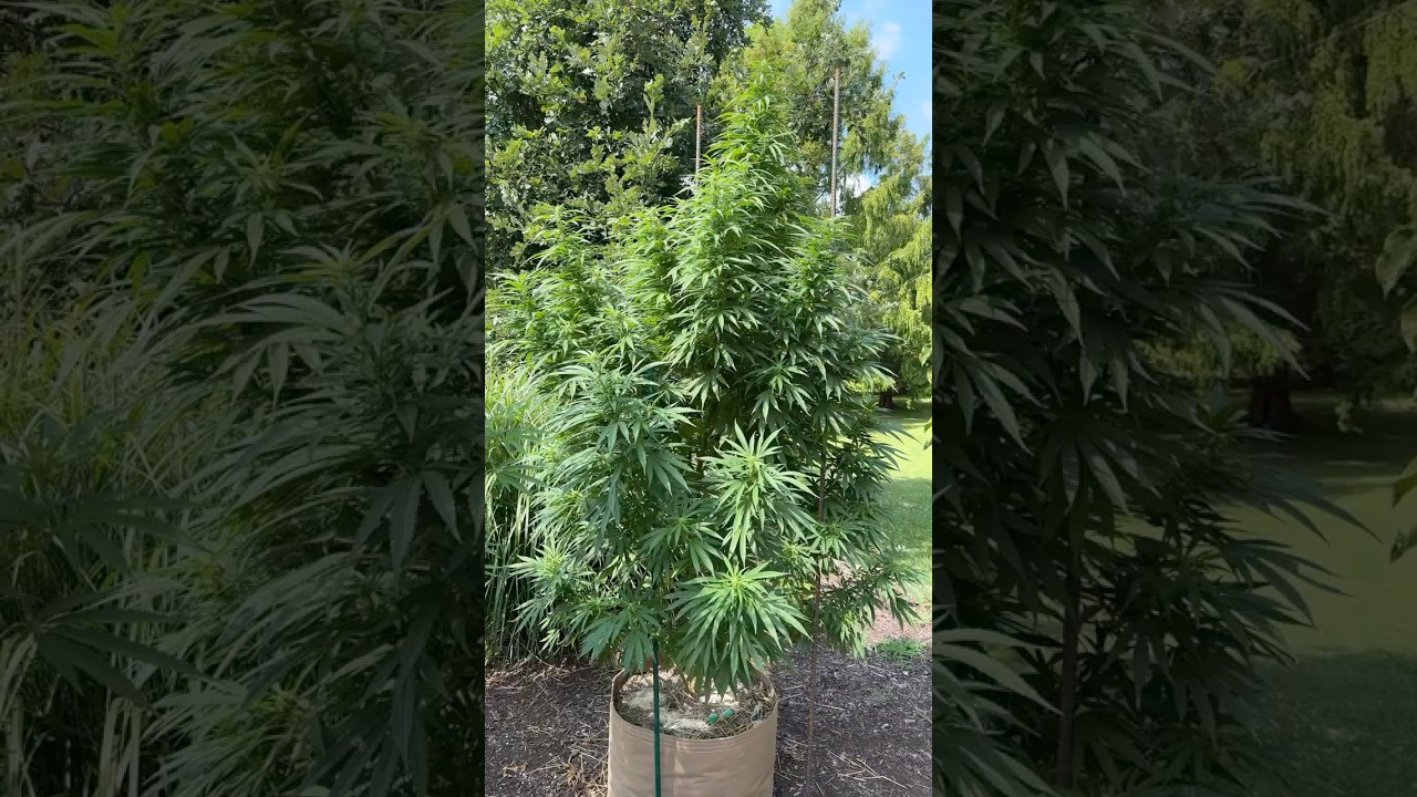 Paradise Pine x Whitethorn rose 30gallon  ​⁠sungrown 