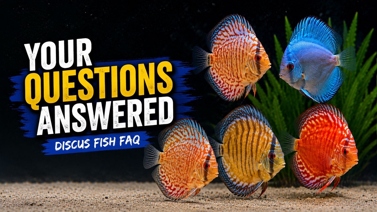 Before You Buy Discus Fish, Watch This!