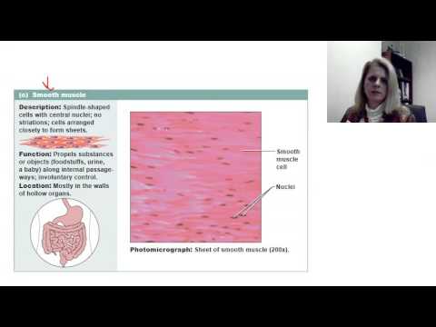 Muscle and nervous tissue - YouTube