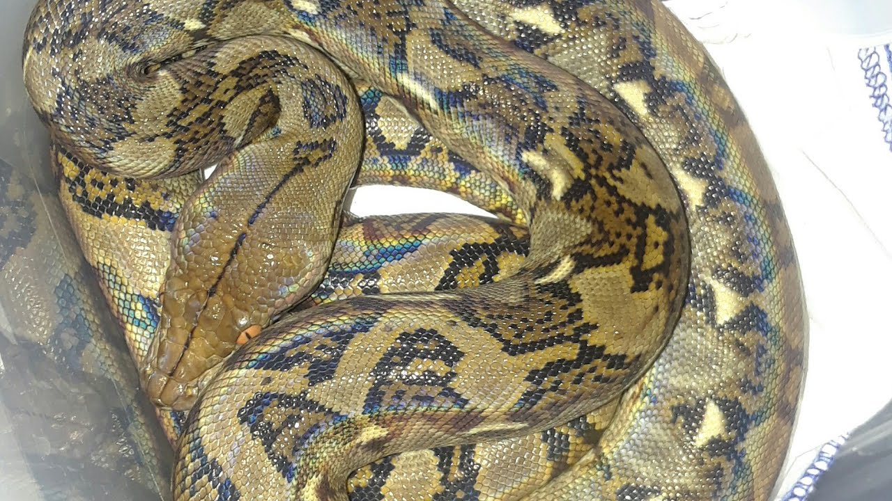 geckos for sale Taking Mercury Down To Meet My Siblings!!