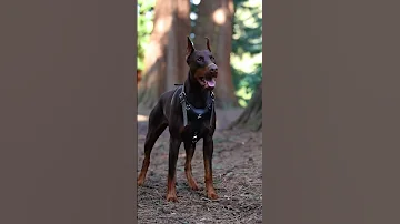 Doberman vs Tiger β Who will Win π