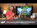 When to MOVE Chickens from Brooder to Pasture